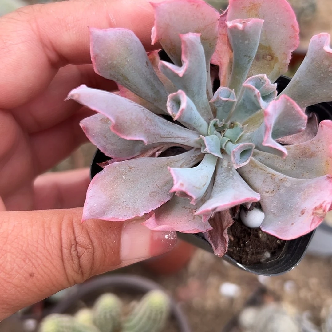 多肉植物魔笛猪鼻子