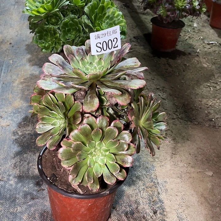 002水墨画多肉植物