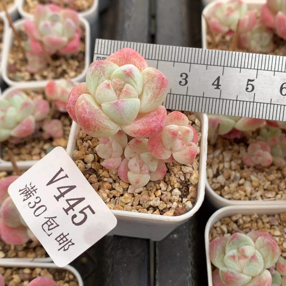 445四头小树冰玉冠服3.5