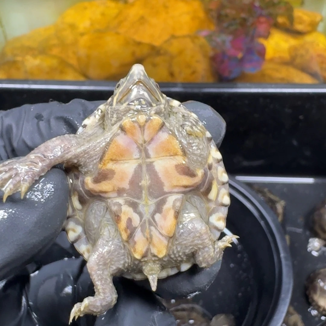 蛋龟不分公母麝香