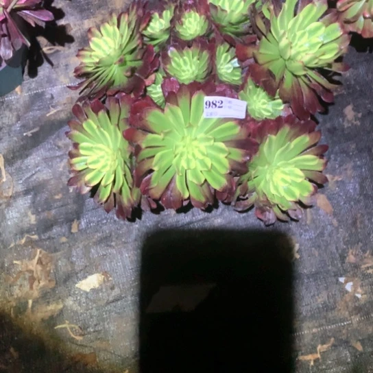 多肉植物舞天姬982