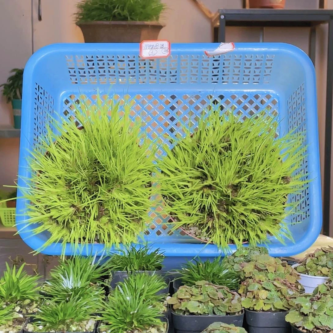 【闪购商品】不开花植物