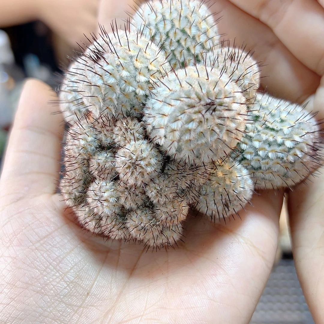 苗接直刺佩蕾群无根8公分