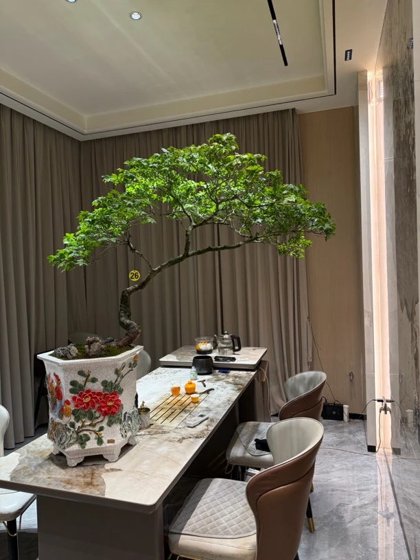 【一物一拍】海岛石枫盆景小叶簕竹羽毛枫