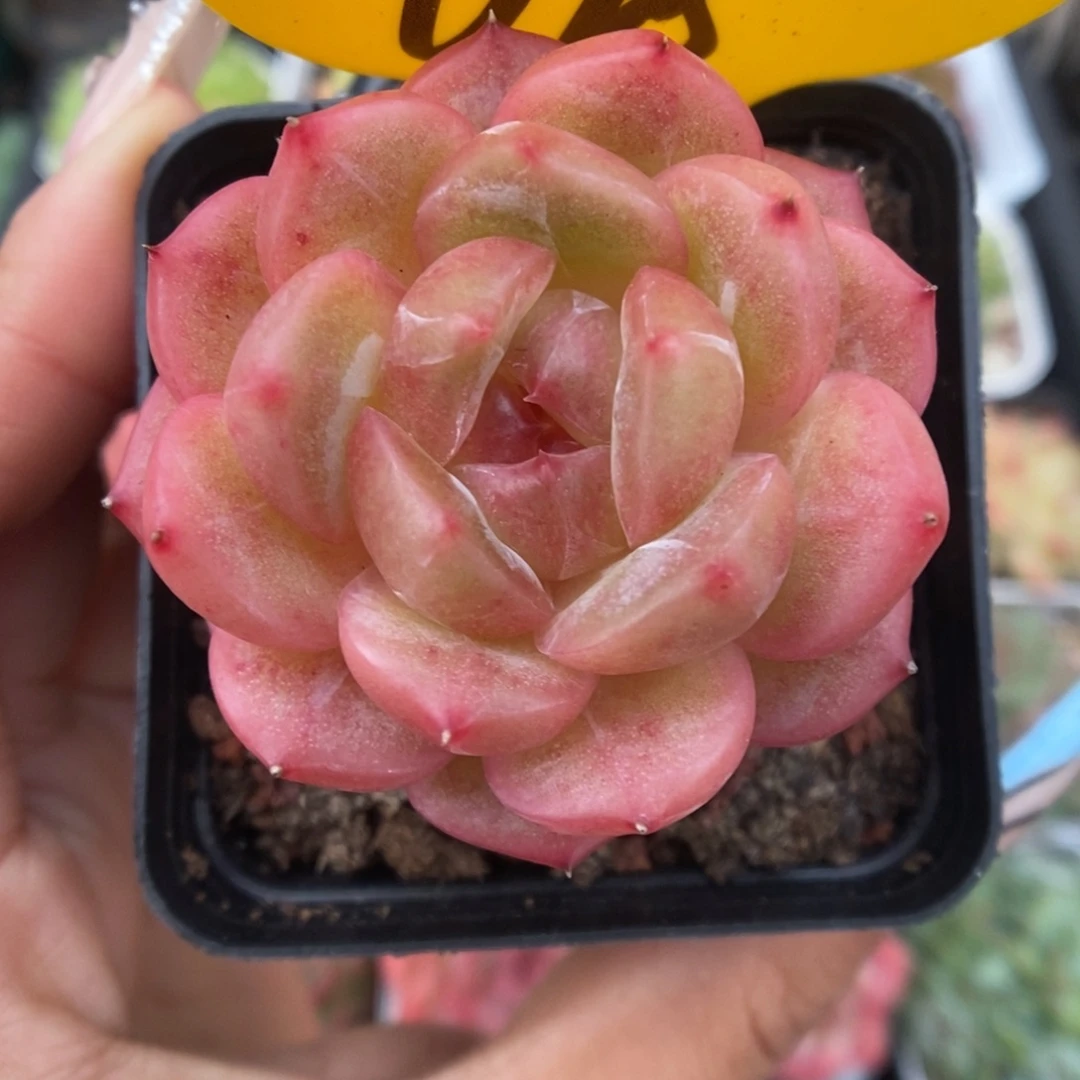 白雪珍妮可拍698号