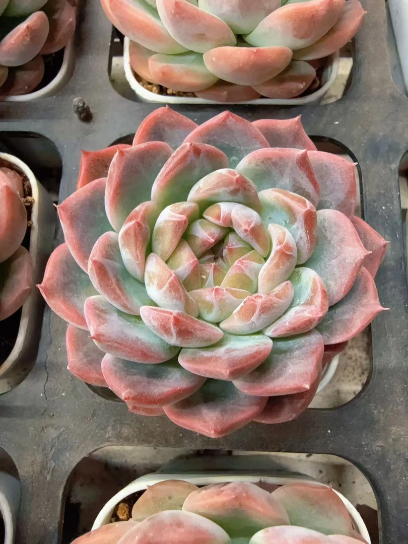 10月26日50#小万花筒单头（3-5cm）脱土