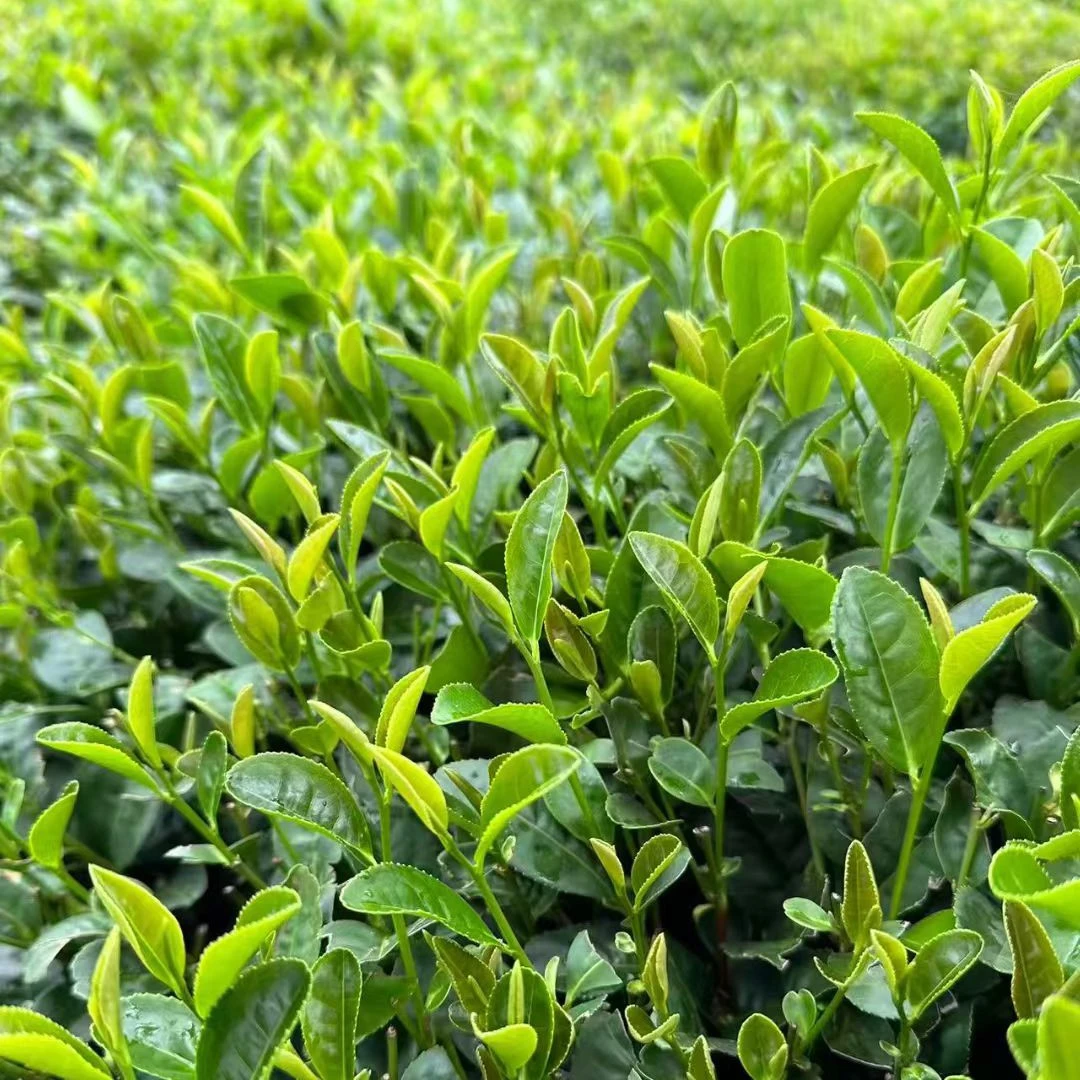日照绿春茶精一细浓豆香小芽叶