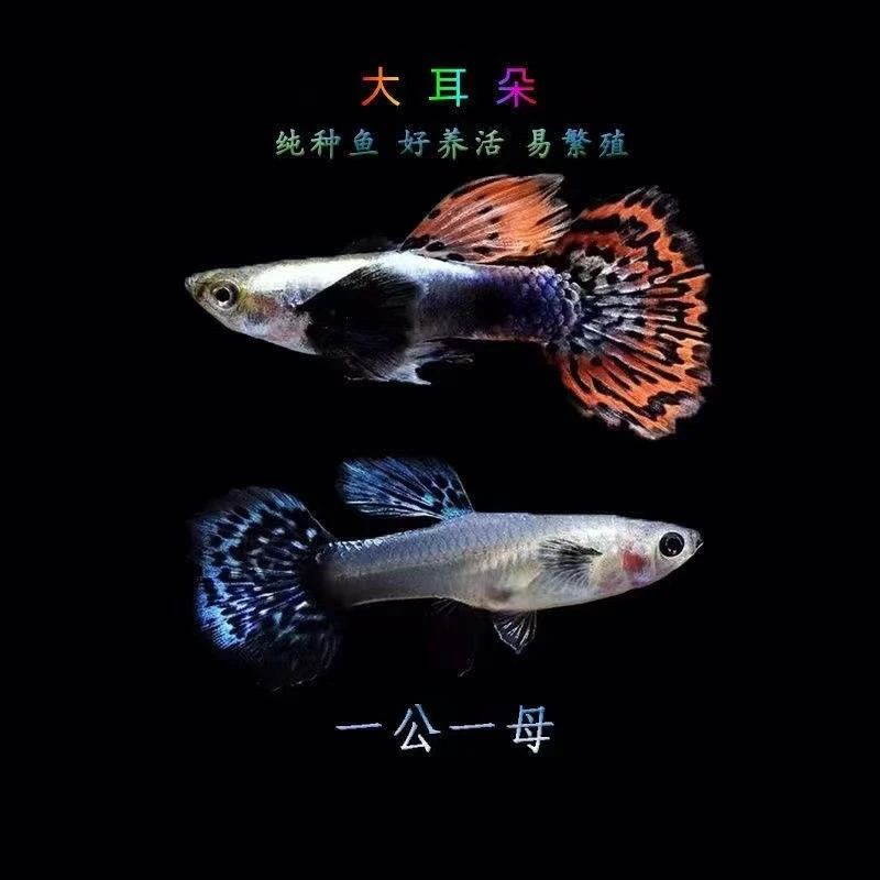 『大耳马赛克』孔雀鱼 公母搭对 开箱视频报损 入缸后不包