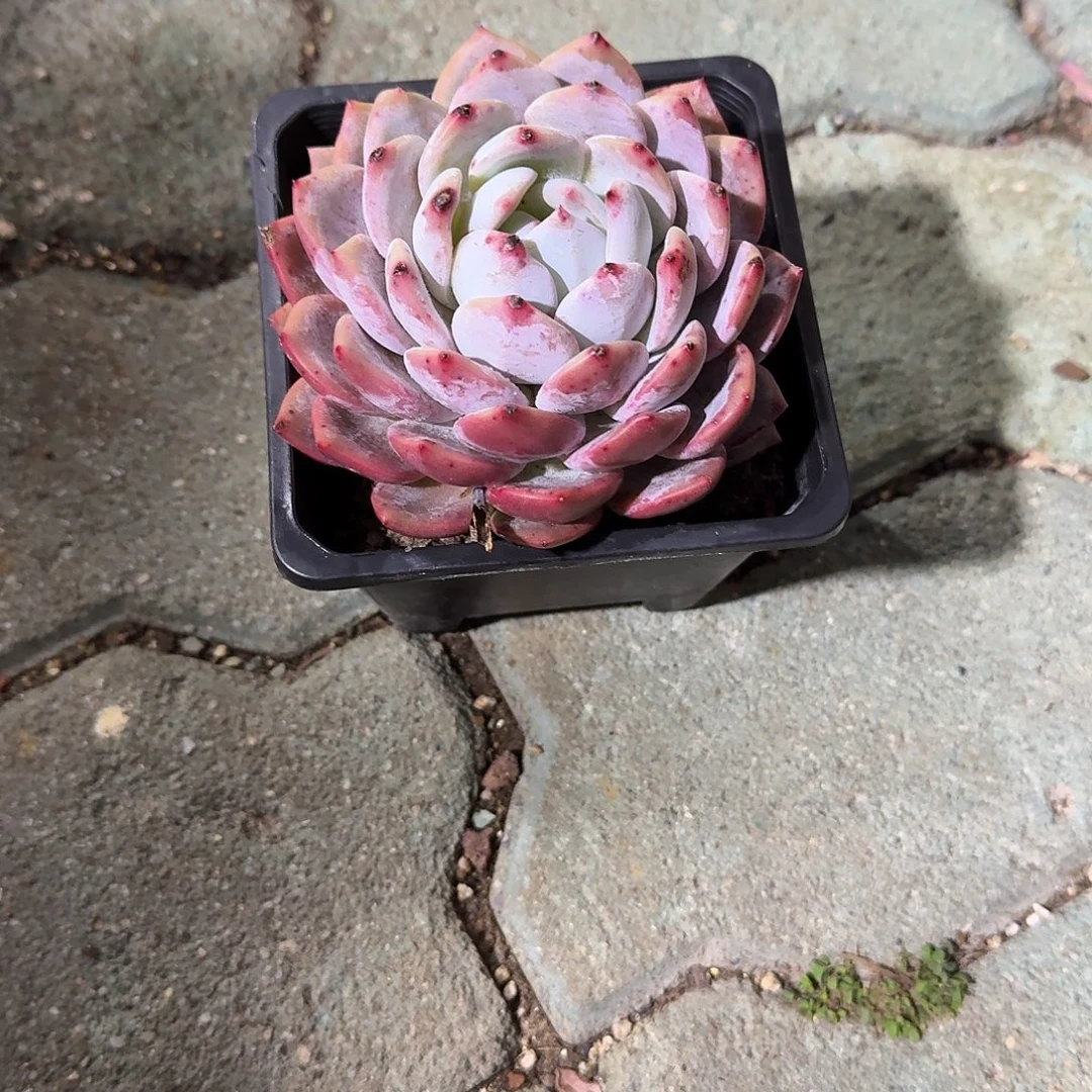 特价成梦露多肉植物