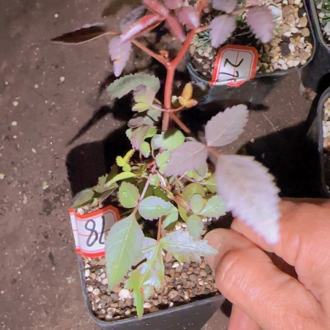 夏***放块根植物块根植物