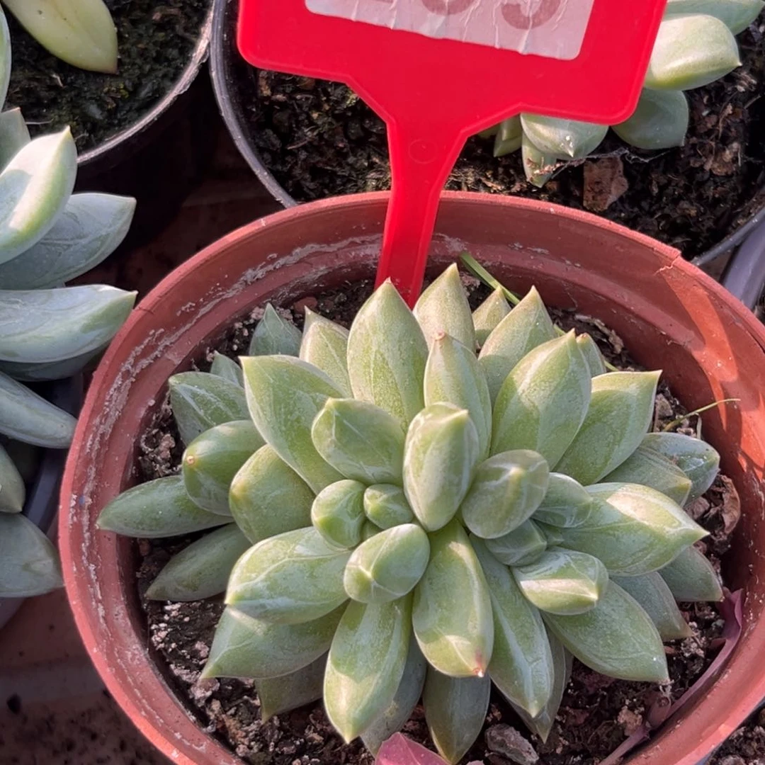 重楼多肉植物299