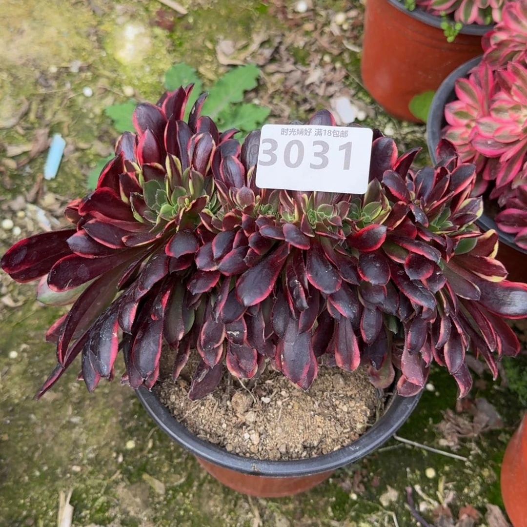 3031欧嘉莉缀多肉