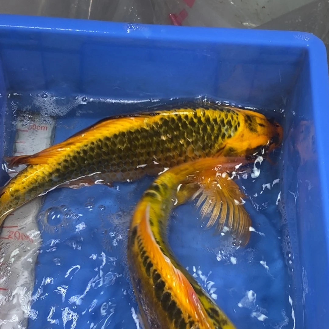 锦鲤冷水锦鲤包邮