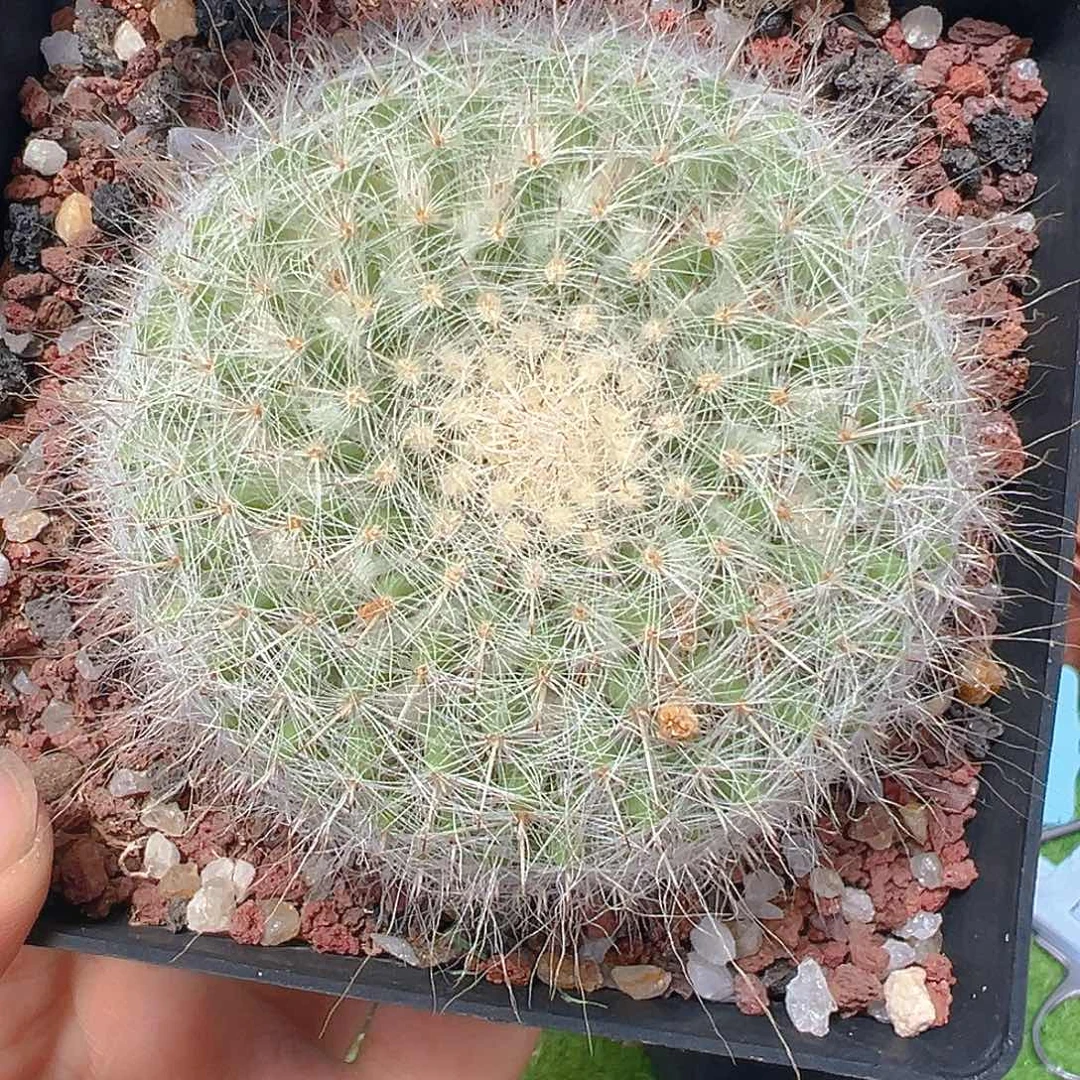 7205近五折优惠玉翁变种实生裸根发