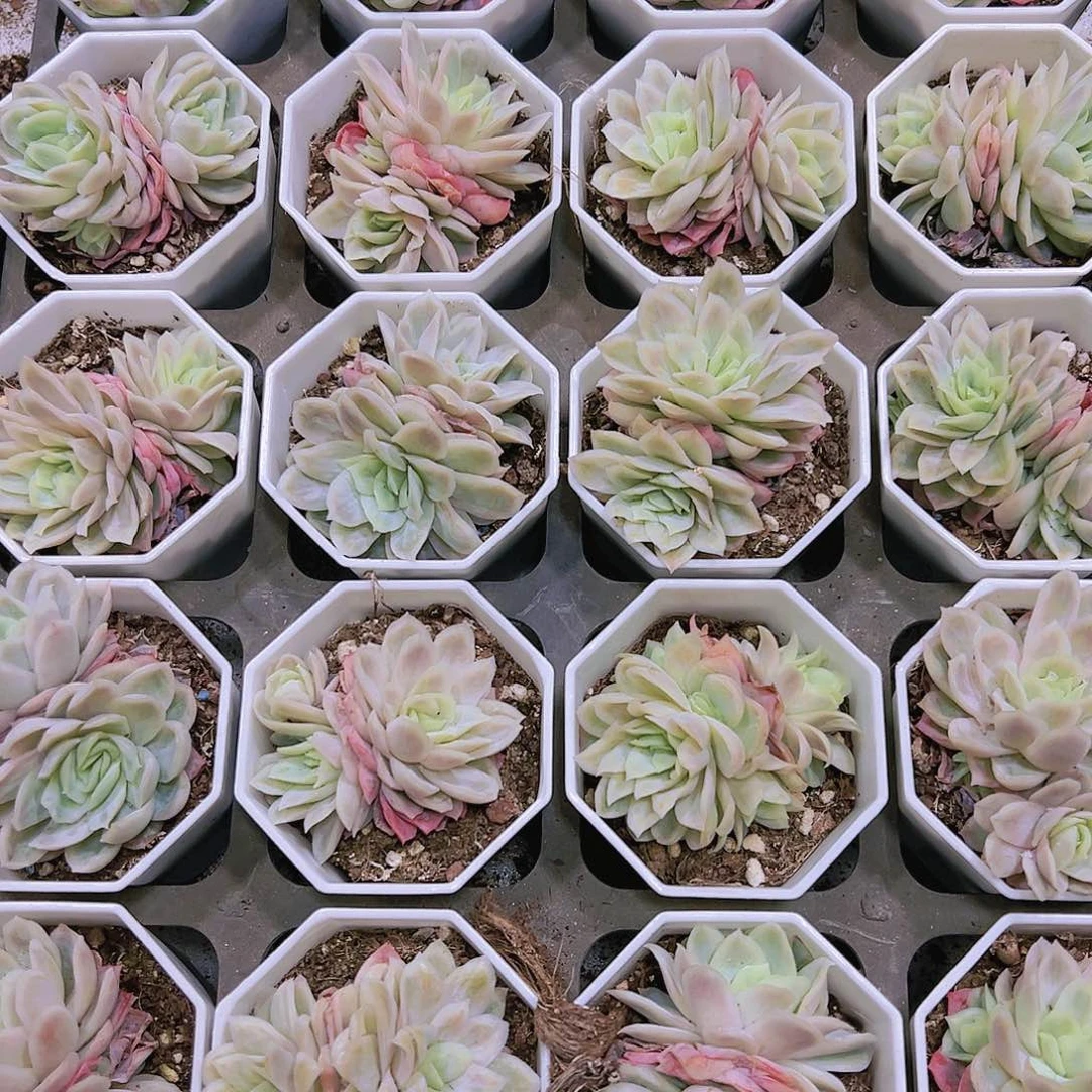 双头冰片锦19包邮