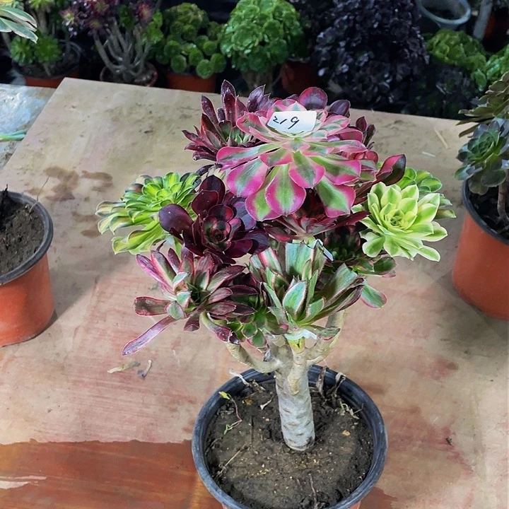 诚***下架接法师一个219号