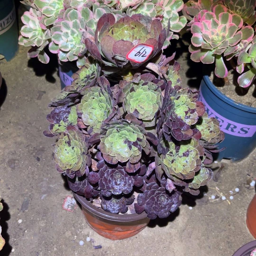 612多肉植物梅花蝴蝶