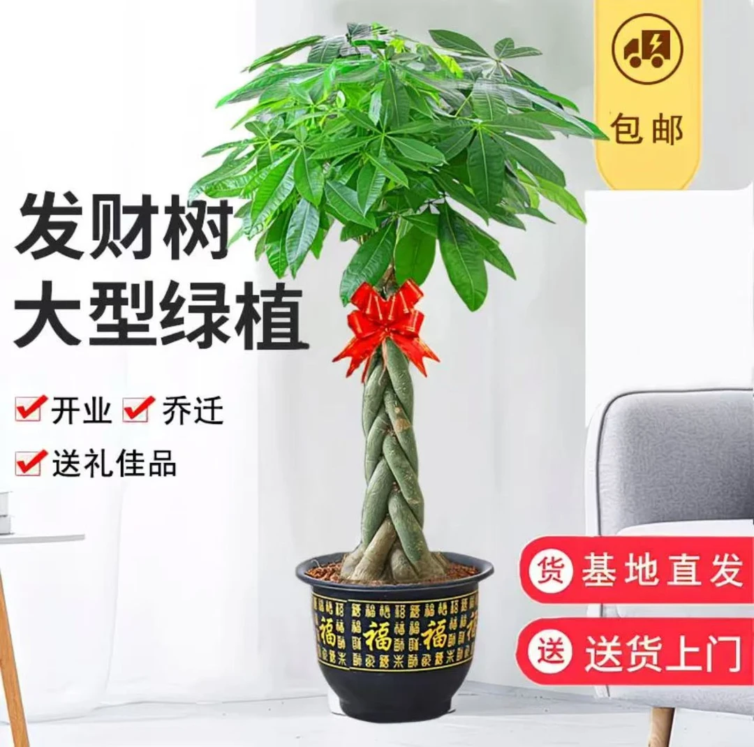 茂盛精品1.5到1.8米辫子发财树盆栽花卉植物光照大绿植易活好养