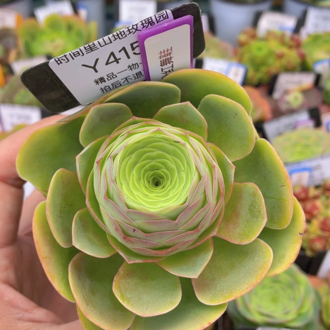 粉红舞鞋多肉福利415一物一拍