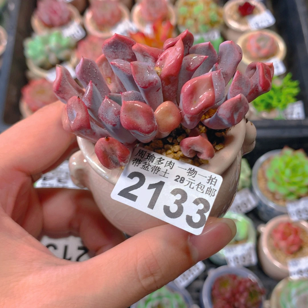 5厘米精控多肉2133