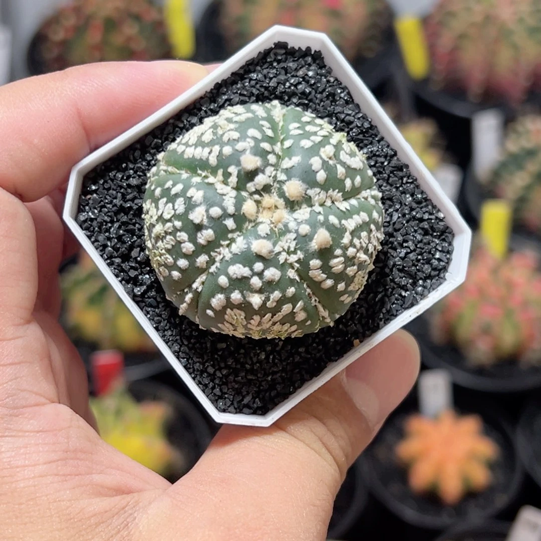 5棱5腹兜——带盆土发货