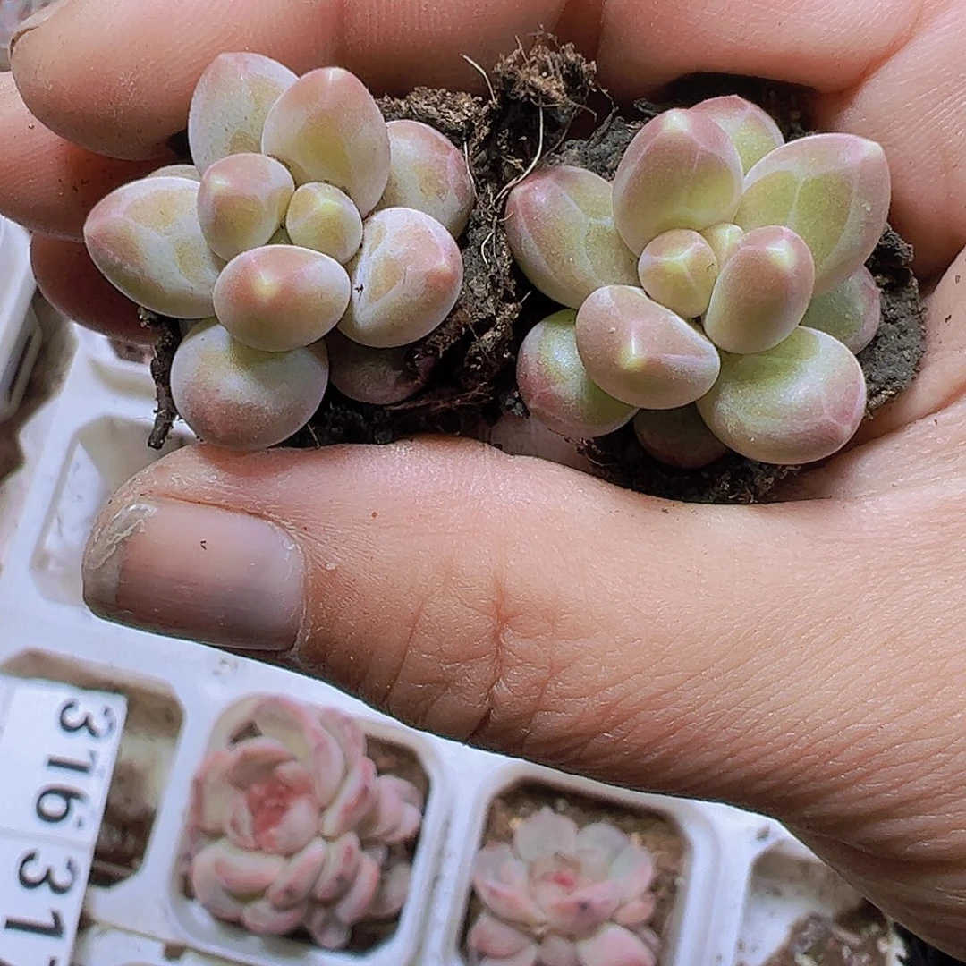 咖啡豆3个19包邮多肉植物