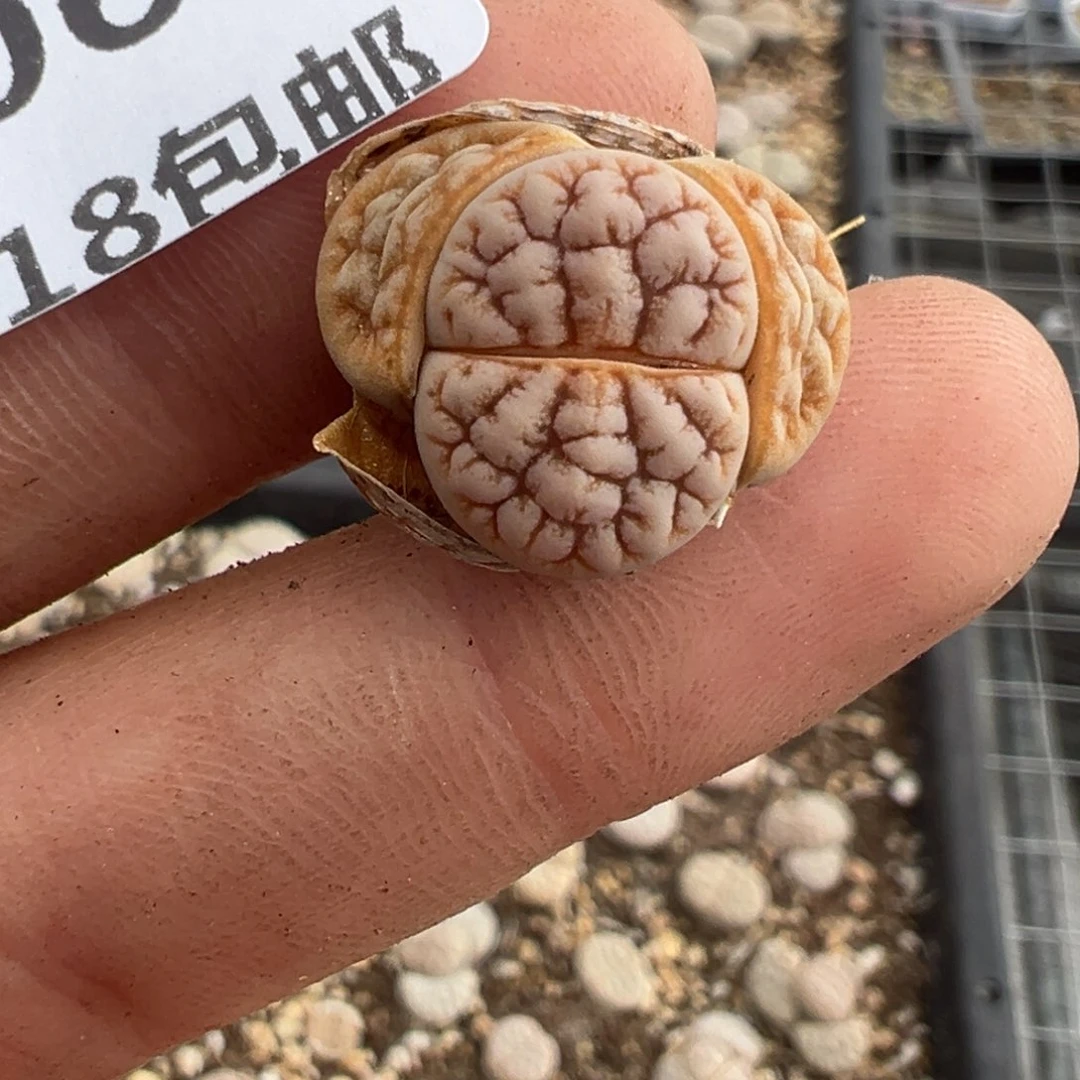 【闪购商品】君*806…..