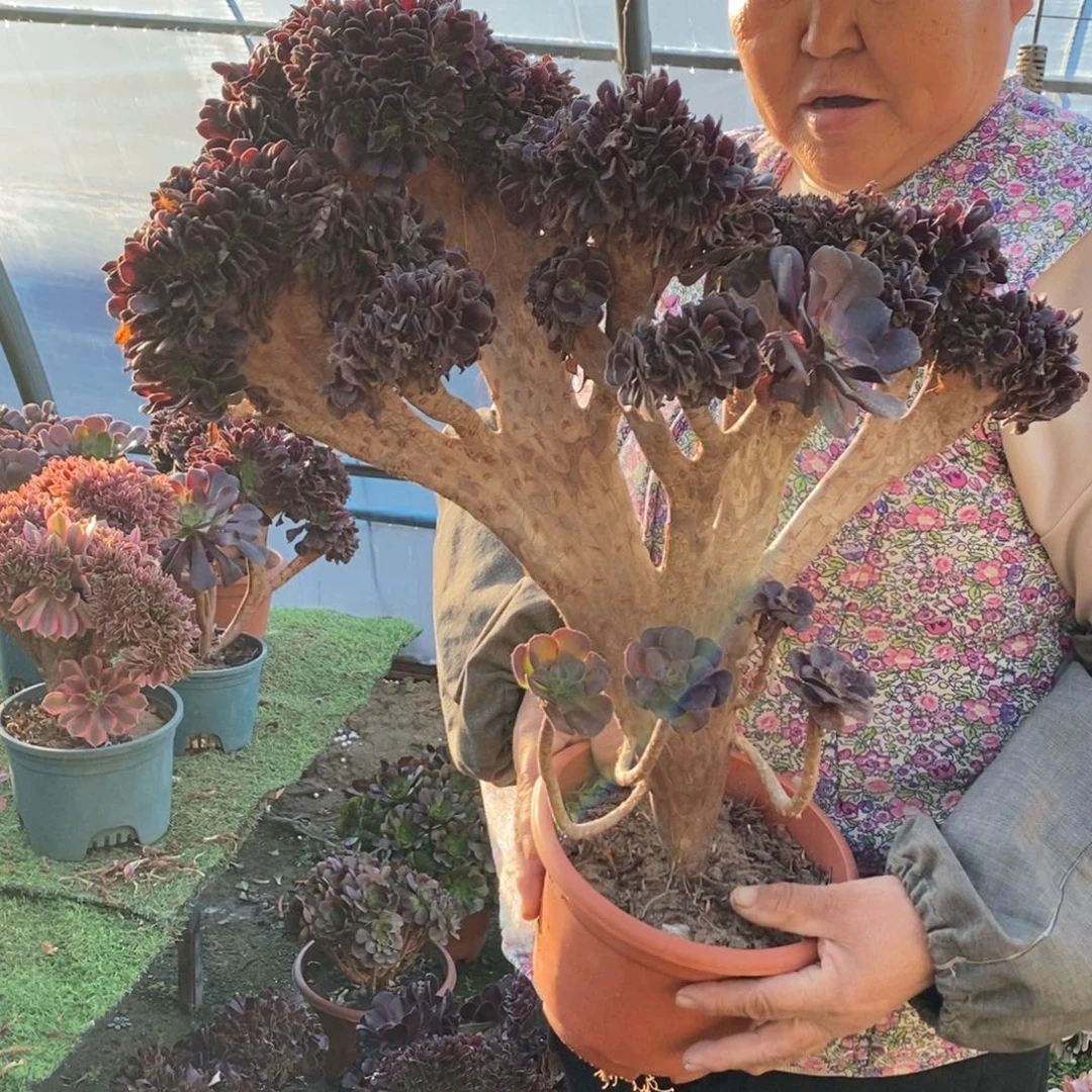 不开花植物欧紫缀化1颗多肉多肉