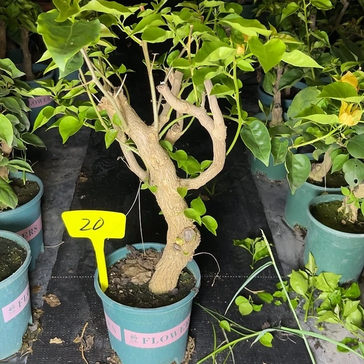 丁***姐当前无花栽培后可以开花20绿叶柠檬黄