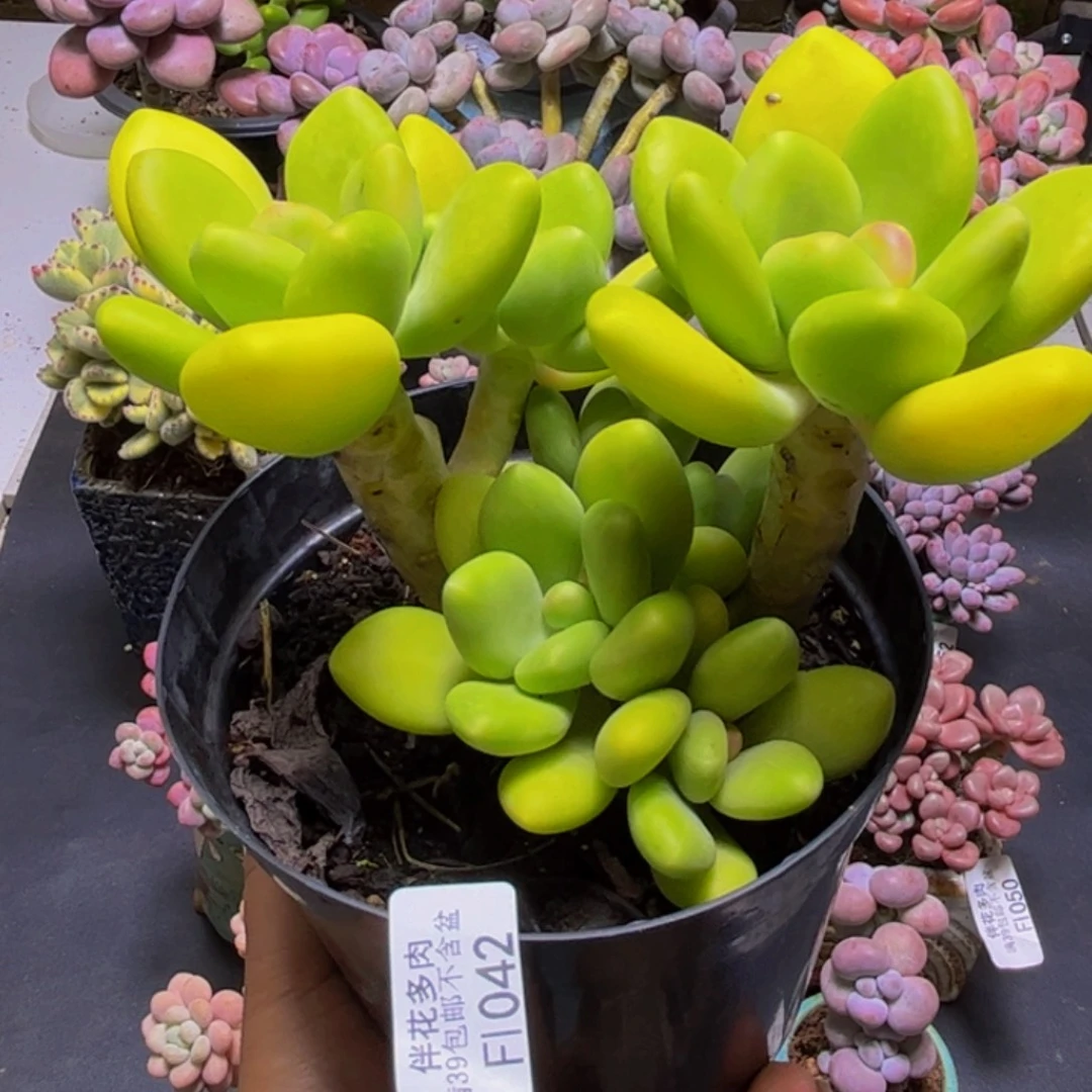 芒果奶酪042/12cm多肉
