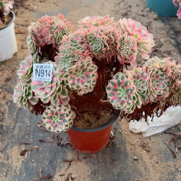 914倾城缀化官服30左右2