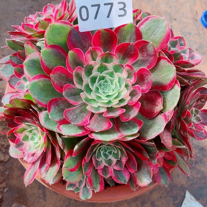 新品孔雀翎多肉发货