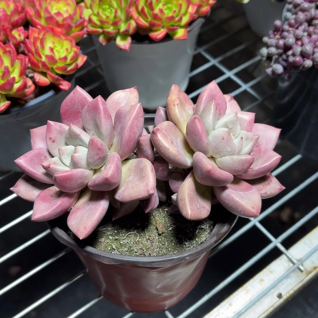 桃花源多肉11㎝盆的