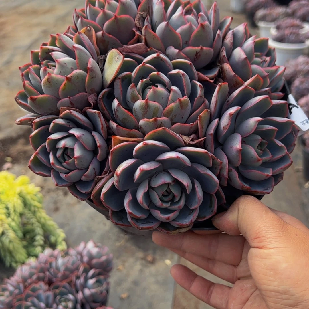 赫拉八头起群生多肉