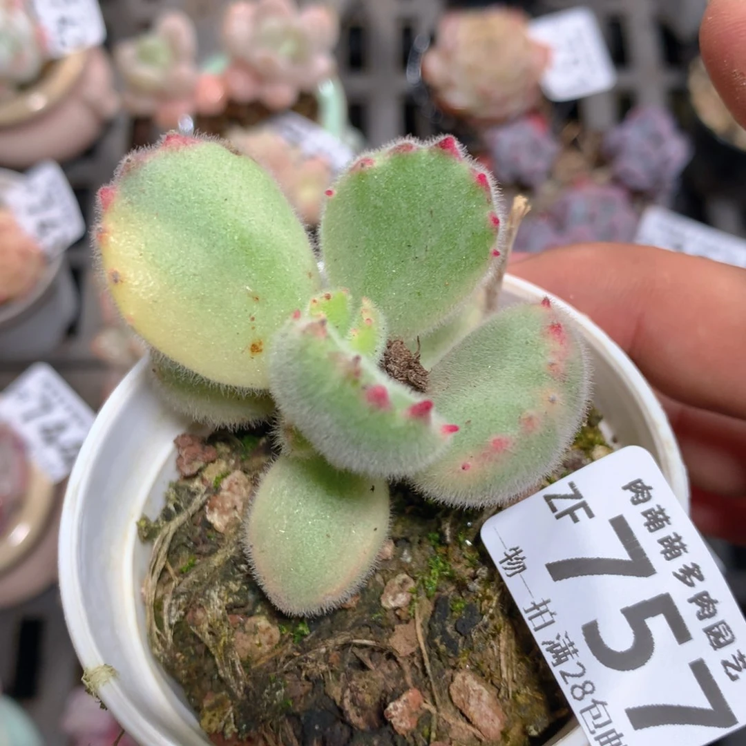 5CM拇指盆精控多肉ZF757