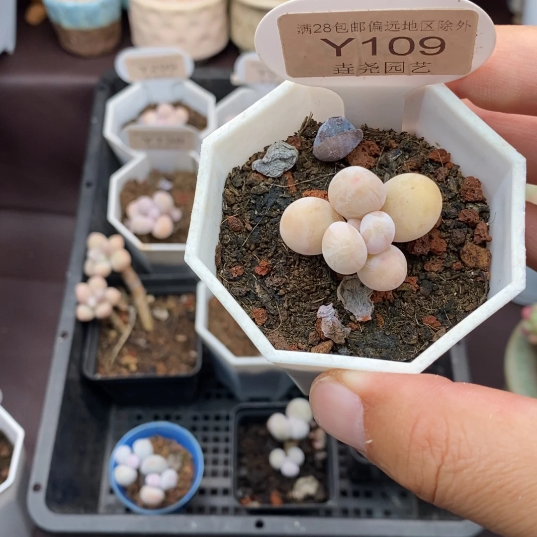0109 橙雪球 3.5cm