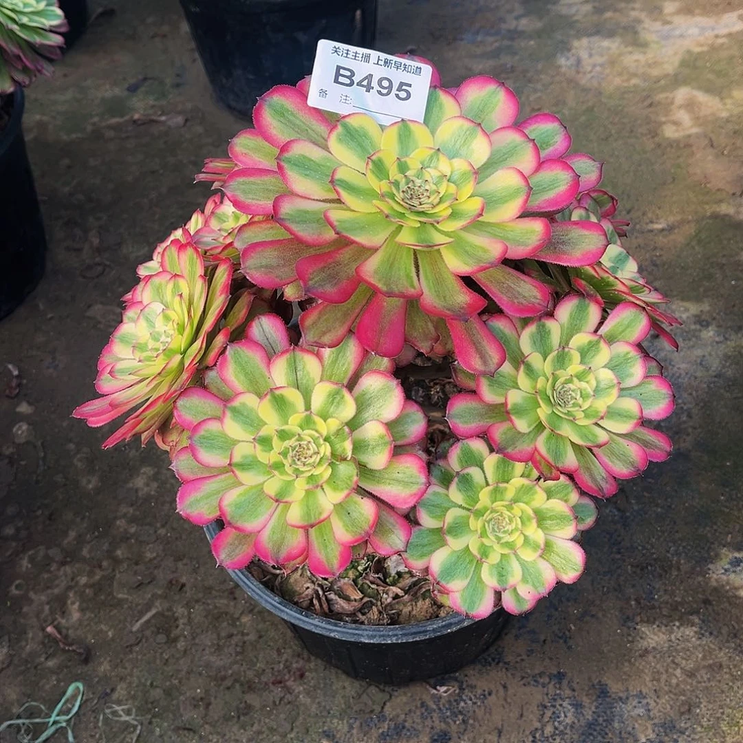 3****2多肉495巫天际法师