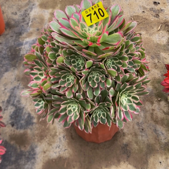 多肉孔雀翎710000000