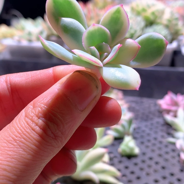 晨露白覆轮锦砍头