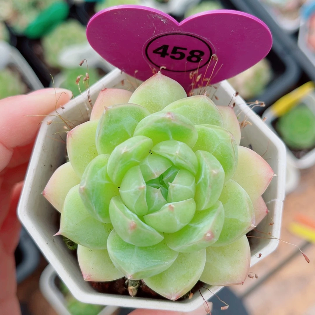 458号珍妮麦秆单头