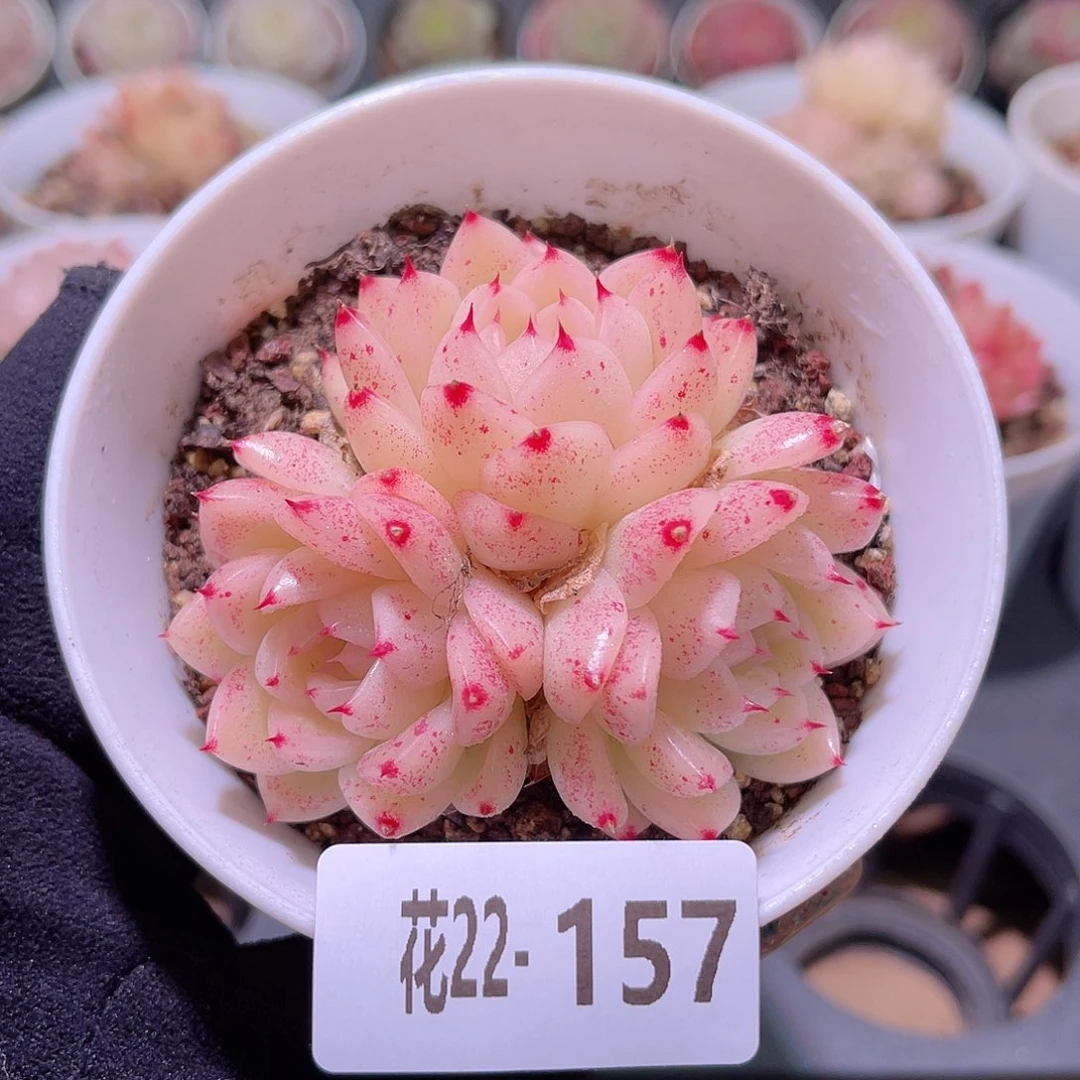 花利美22-157麦秆群