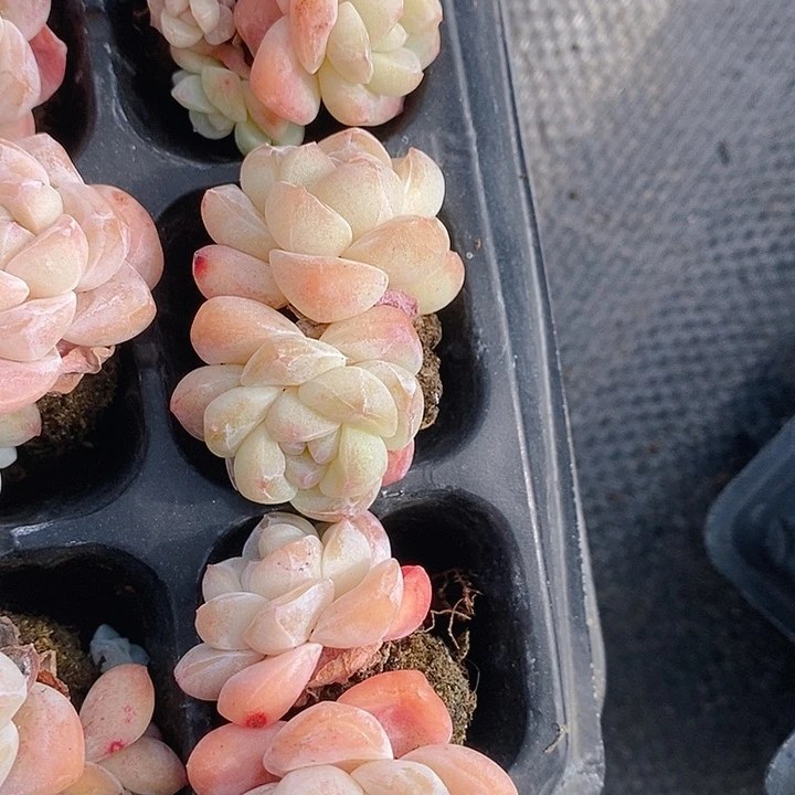 289 多肉植物盆栽花卉盆栽