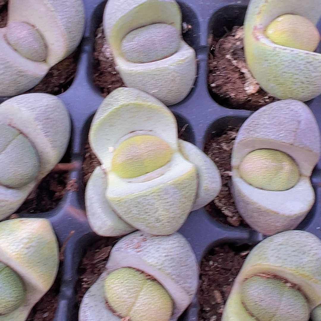 元宝苗3颗多肉植物