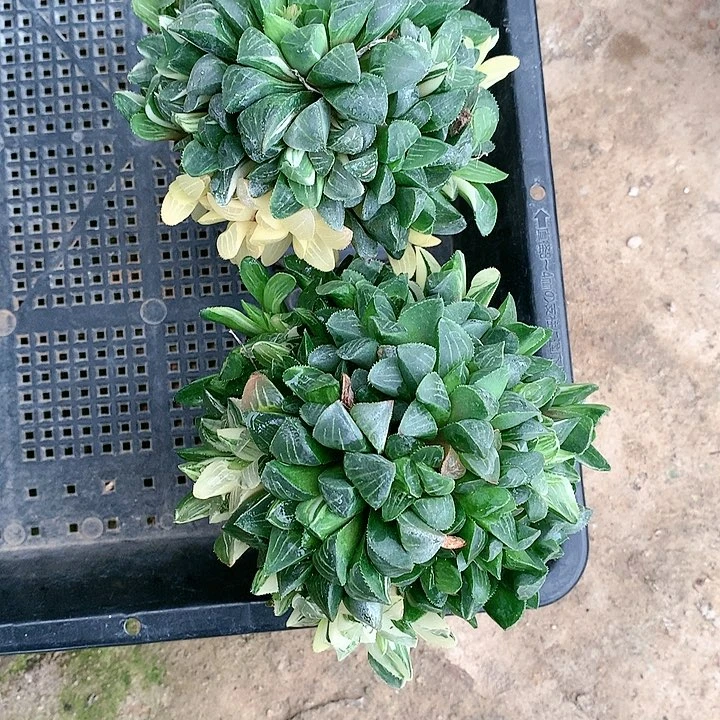 姬寿锦一物一拍带盆