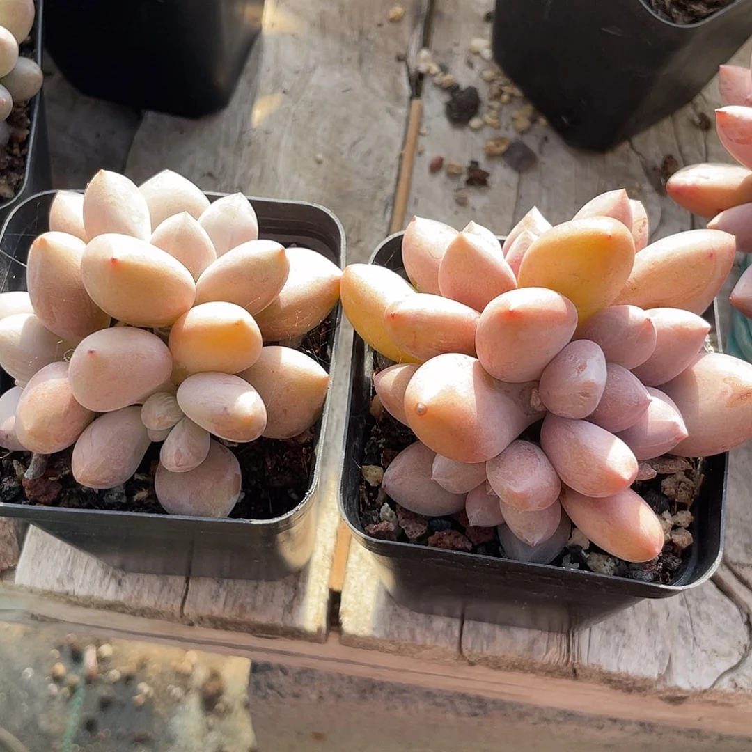 两盆夏娃多肉植物288