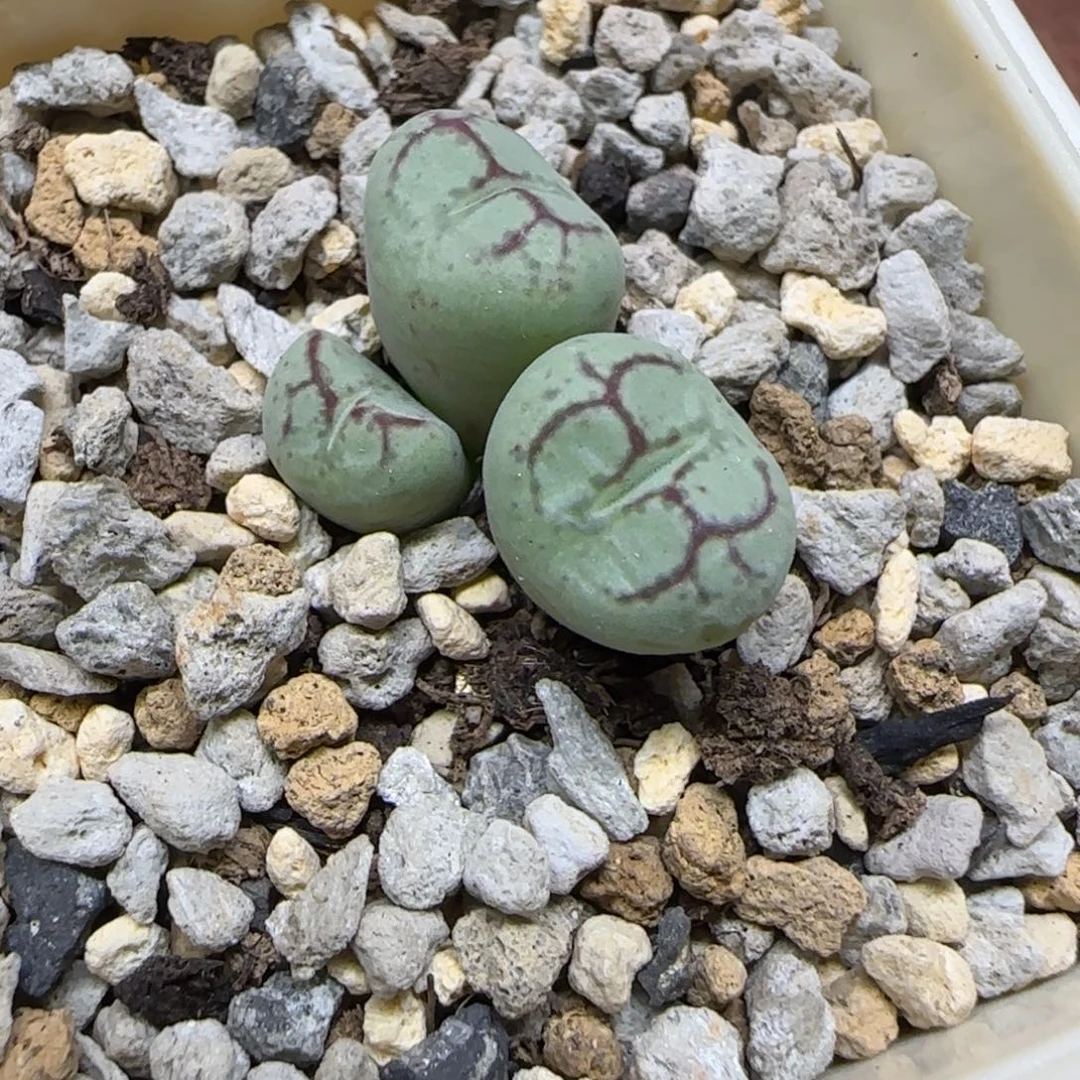 菠***冰多肉植物一颗超级猴脸