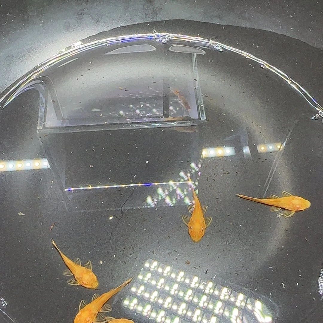 孔雀鱼黄金胡子六条