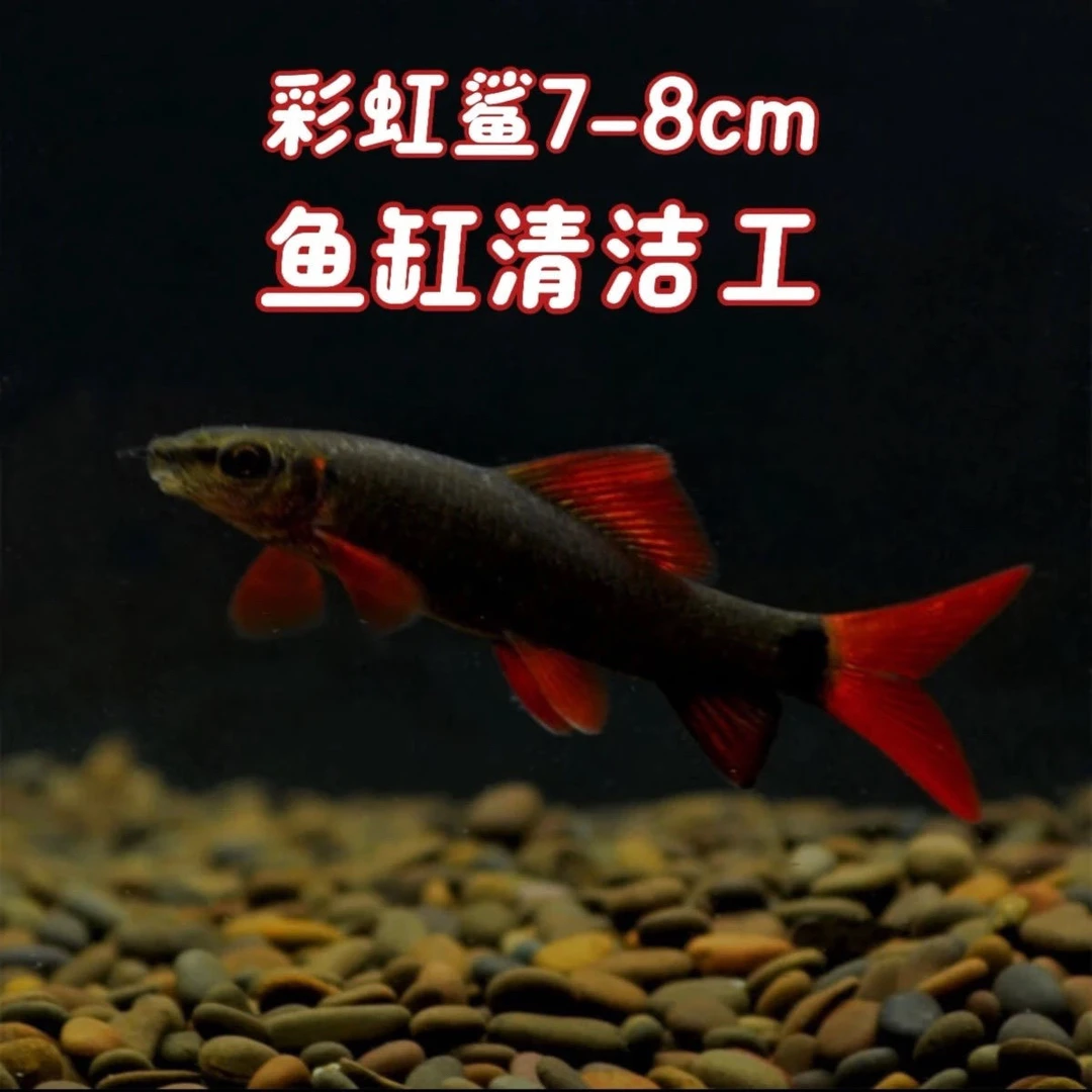 超大彩虹鲨红鳍鲨清洁鱼工具鱼除藻鱼清道夫老鼠鱼热带鱼缸清洁工