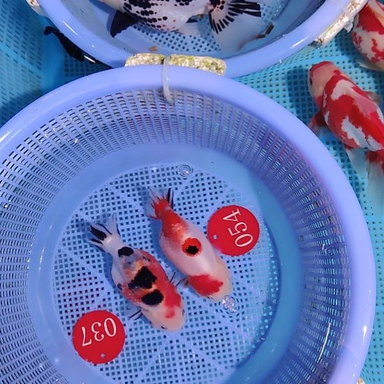 金鱼037兰寿两只特价顺丰包邮