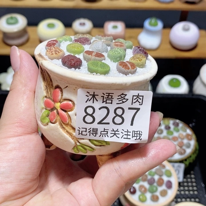 带盆土植物 精美盆栽8287
